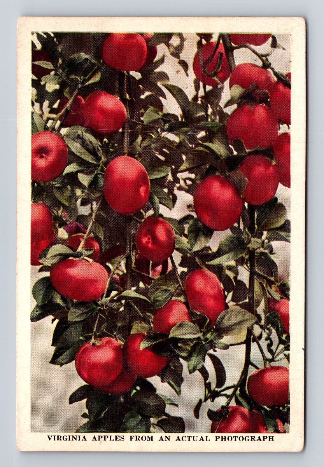Antique Virginia Apples Vintage Souvenir Postcard Photo  
