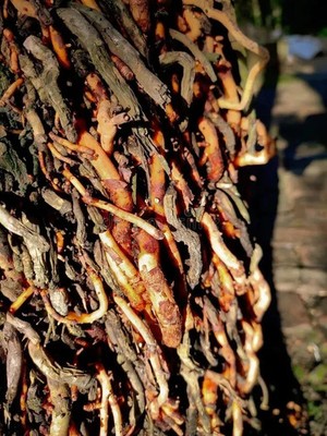 Ceylon Dried Coconut Roots Cocos Nucifera Herbal Ayurvedic Free Ship 25g-100g