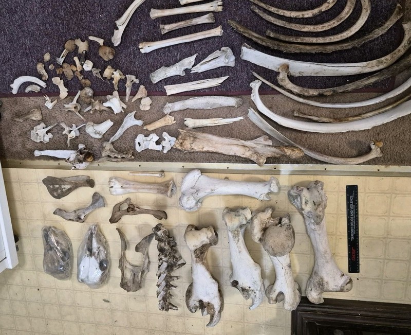 Various Animal Bones Large Lot