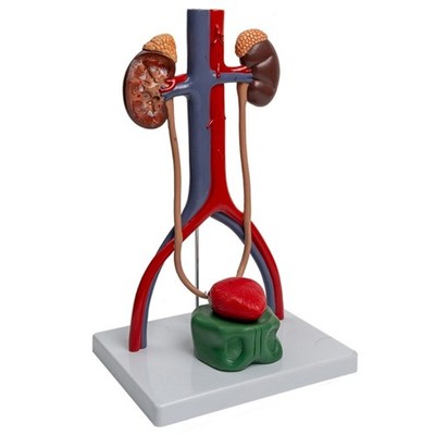 Human Body Anatomy Model Shows Kidney, Bladder, Ureter for Report Teaching Aids