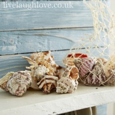 Natural Real Shell Net Bag