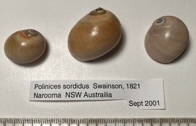 Polinices sordidus. Moon Snails. Australia. Great Shape. 3 shells