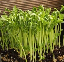 Mammoth Snow Sugar Pea MICROGREEN Seeds | Non-GMO Heirloom | Seeds for Sprouting