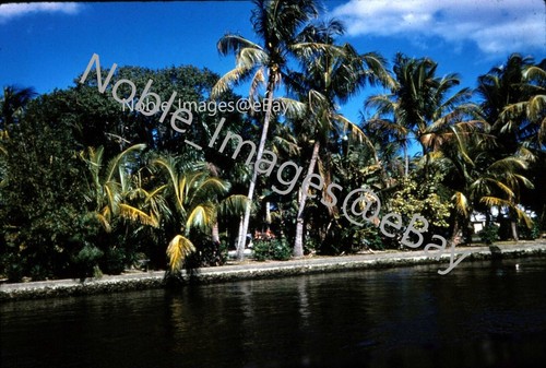 1960 Scenic Palm Tree Shoreline Fort Lauderdale Kodachrome 35 mm diapositiva - Foto 1 di 2