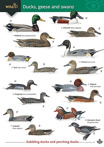 Ducks, Geese and Swans (Paperback Book) - Image 5