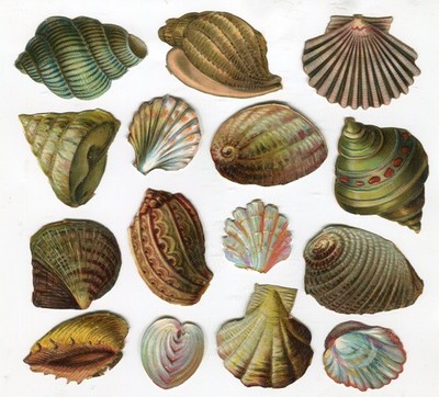 Glanzbild Oblaten scraps Meer Strand Muscheln  3 - 6 cm