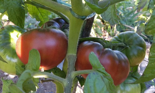 10 graines de tomate Tasmanian Chocolate Dwarf Tomato Project seeds méth.bio - Picture 2 of 6