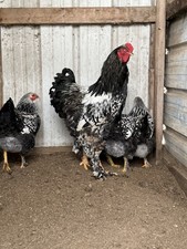 6 Silver Lace brahma Hatching Eggs  NPIP Certified