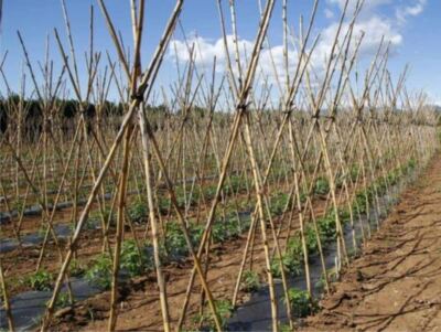 Pali In Legno Castagno Per Sostegno Alberi Con Punta | SCALE IN LEGNO Produzione E Vendita - Foto 7