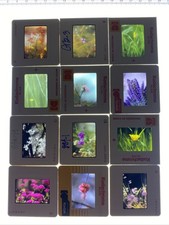 VTG LOT OF 12 SLIDES STUNNING CA FLOWERS PROFESSIONAL SHOT 35MM MACRO 70/80s 17