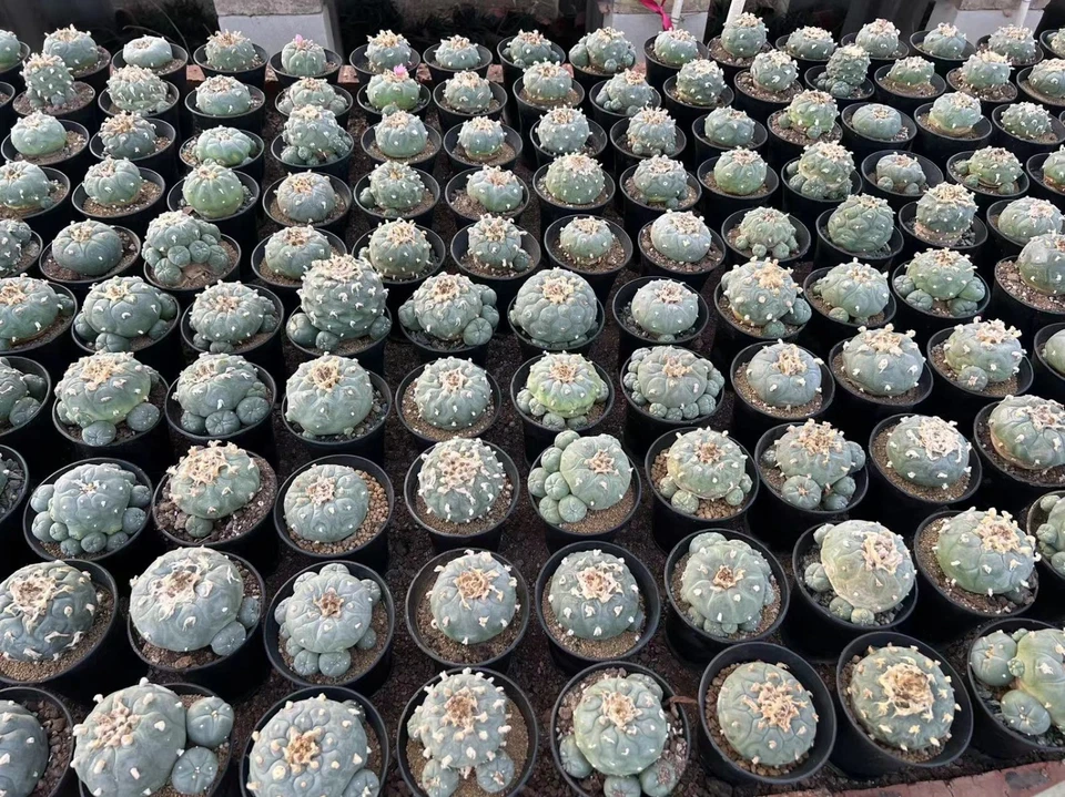 Мульти головки суккулент растение LW дома сад красивый горшок 8-11 см bai - Изображение 4 из 4