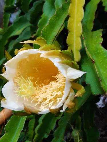 1 X 15cm-25cm Red Dragon fruit Cuttings From Mature Fruiting Plant - Picture 18 of 20