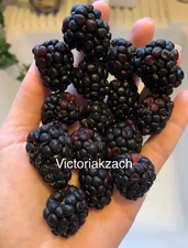 Blackberry Seeds Homegrown Edible Garden Berry Bush Organic Fruit NonGMO TX USA