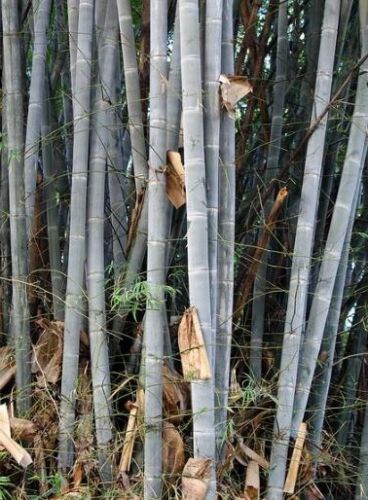 Dendrocalamus membranaceus (Waya Giant Clumping Bamboo) 10 SEEDS | Garden Plants - Picture 3 of 4
