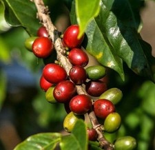 Antigua Coffee Seedss 2000 pcs Coffea sp. CERTIFIED Coffee Bean