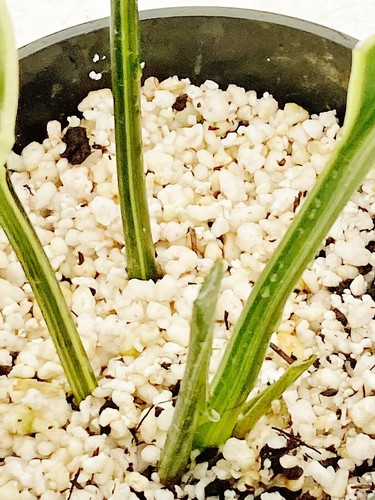 ASPIDISTRA ELATIOR VARIEGATA, die Schlachterpalme Schusterpalme no Monstera var. - Bild 3 von 4