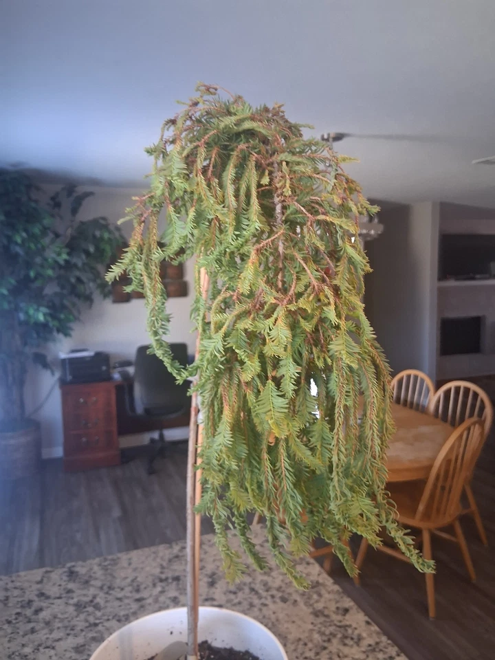 Ciprés calvo enano raro Taxodium distichum 'Gee Whiz' 🔥 Foto 2 de 4