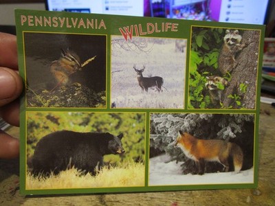 G25 Old PENNSYLVANIA Postcard Wildlife Chipmunk Deer Raccoon Red Fox Black Bear