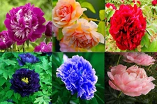 20 SEEDS for MIXED COLOR PEONIES rare blossom exotic bloom plant bush USA Seller