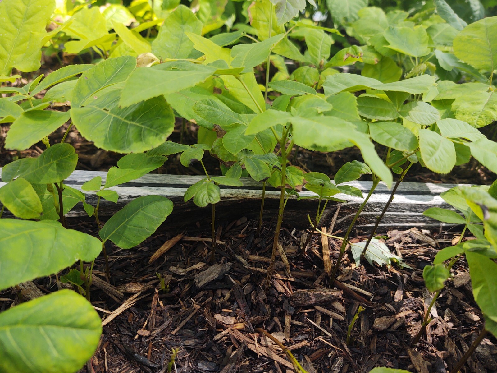 Lot of 2 Shagbark Hickory Nut Tree Seedling, Potted, Carya Ovata eBay