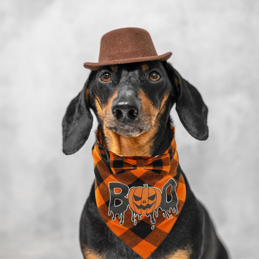 Delicato Collare per Cani Festa Cucciolo Accessori Triangolo Sciarpa per Animali Domestici foto 5