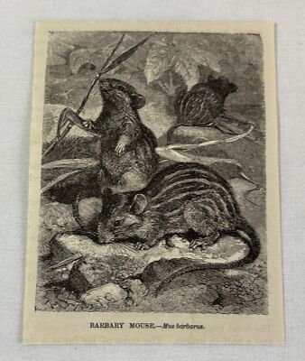 1885 book engraving ~ BARBARY MOUSE