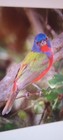 Painted Bunting Professional Photography  11X14  Signed   (476) — photo 4
