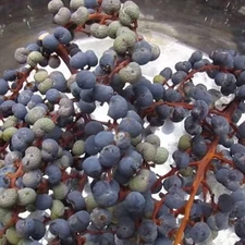 Trachycarpus fortunei 'Tesan' Palm COLD HARDY Seeds