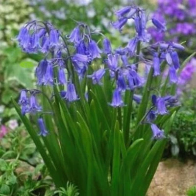 GRAD 12 ENGLISH BLUEBELLS NON SCRIPTA WILD SPRING FLOWERING FLOWERS BULBS GROW GARDEN