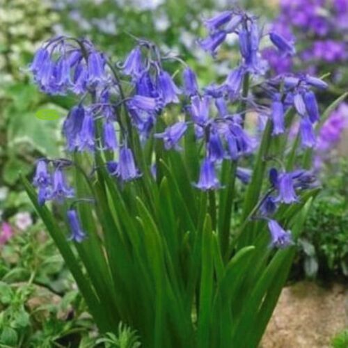 10 HYACINTHOIDES NONSCRIPTA CAMPANILLAS INGLESAS FLORES SILVESTRES BULBOS JARDÍN EN FLOR | eBay 10 HYACINTHOIDES NONSCRIPTA CAMPANILLAS INGLESAS FLORES SILVESTRES BULBOS JARDÍN EN FLOR | eBay