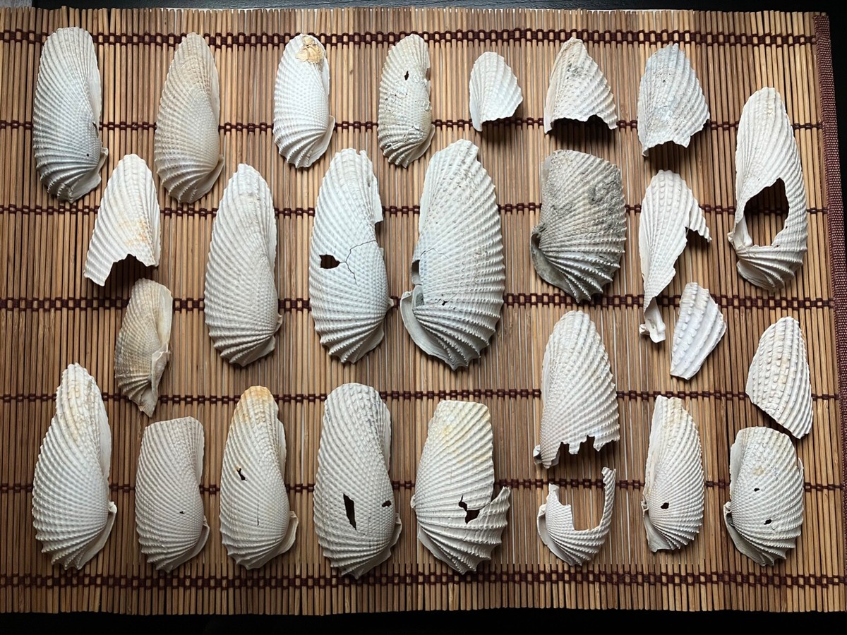 HUGE Lot of 26 Rare Angel Wing Clam Cyrtopleura Costata Seashell