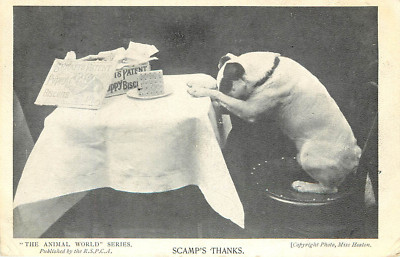 Dog Says Grace Before Eating Biscuit Scamp's Thanks Animal World Series Postcard