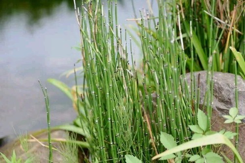 20 horsetail reed rooted plants evergreen perennial zen, landscape,ponds garden - Picture 4 of 4