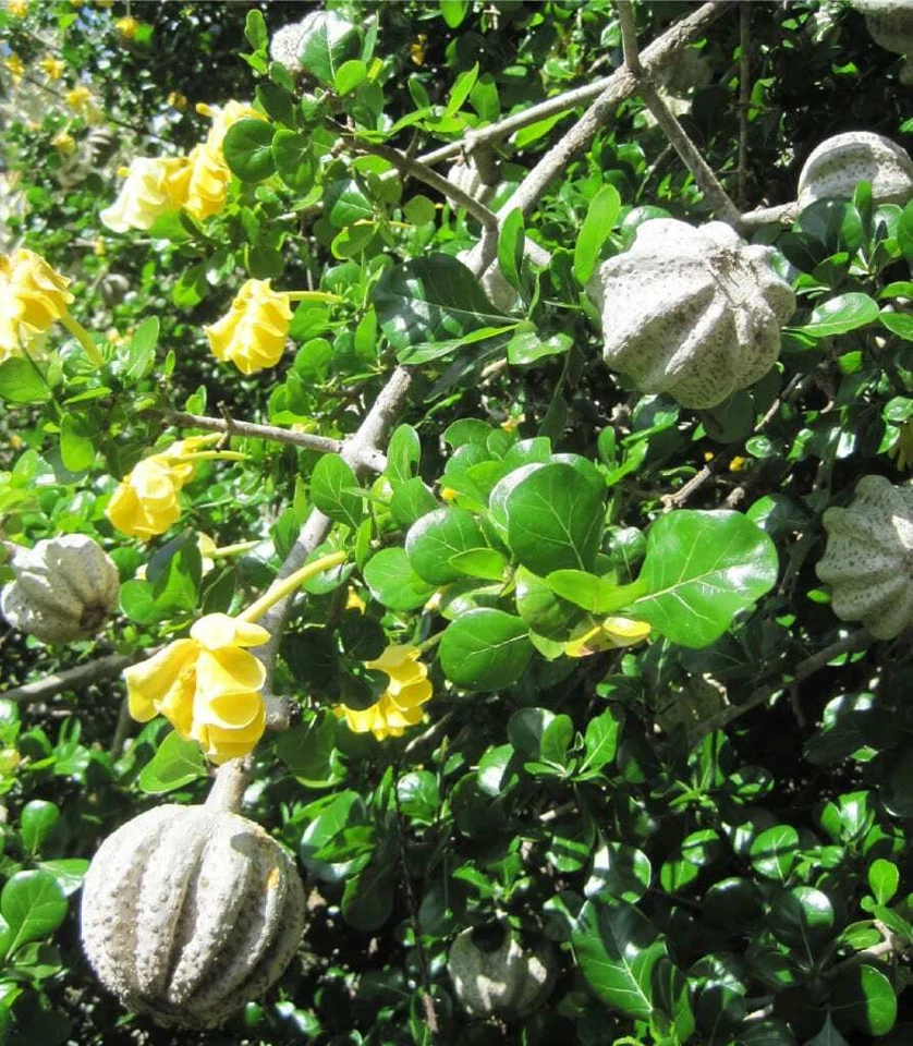 ~Transvaal Gardenia~ BUSHVELD Fruit Tree Gardenia volkensii Live 2-3+ Potd PLANT - Image 3 of 4