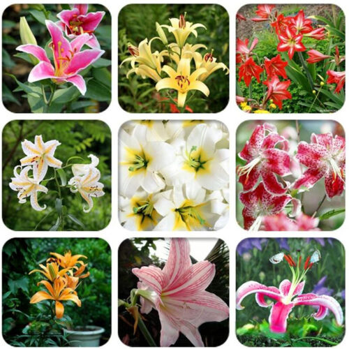 50 SEMILLAS para Color Mixto LIRIO RARO Flor Exótica Hogar Jardín Planta - Imagen 2 de 8