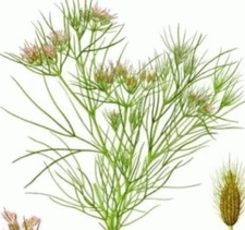 75  FRESH CUMIN  SEEDS FREE USA SHIPPING