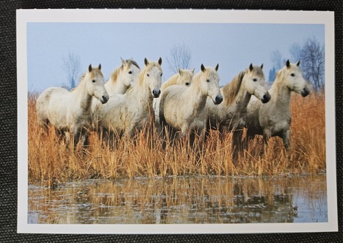 Pferdepostkarte, AK Pferde, Pferdepostkarten Harenberg Camargue ●