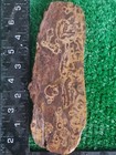Rough Slab Western Colorado Marine Fossil Stone 169g 5/16" THICK #wb-1 — photo 4