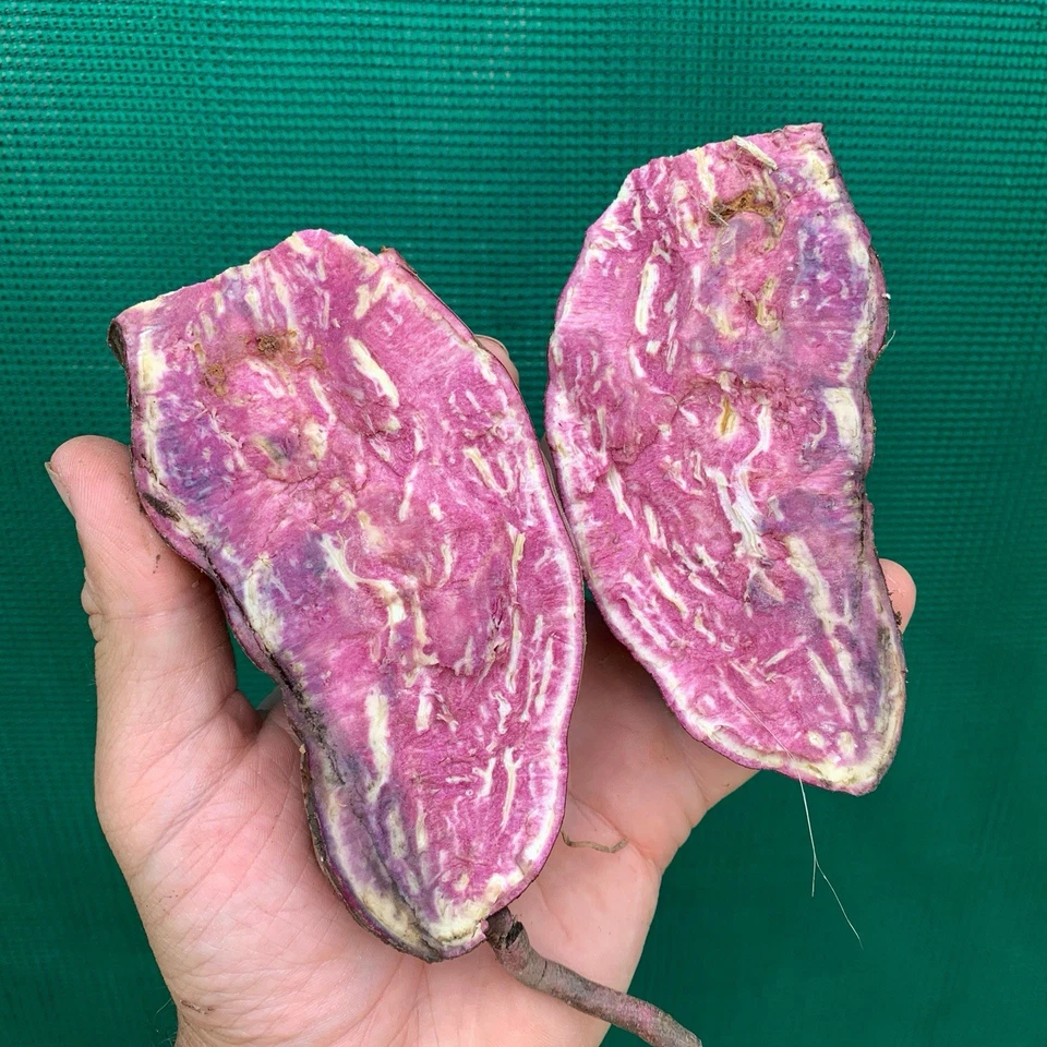 ‘Kumara’ Sweet Potato Purple (1x Rooted Plant) Edible Potato - image 3 of 4