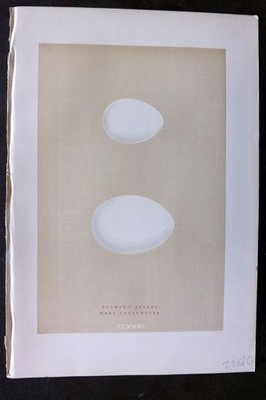 Morris 1896 Antique Bird Egg Print. Bulwer's Petrel 231