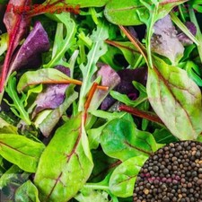 Mixed Greens Seeds | Mesclun Mix-Arugula,Kale,Mizuna,Purple Osaka Mustard,Tatsoi