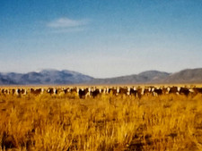 8mm Film 1959 Alder Creek Nevada Ranch 1950s Home Movie Cattle Hunting Snow Mnts