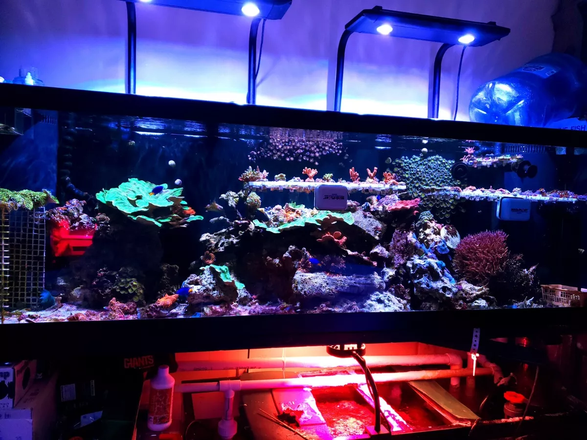 125 gallon fish tank for shop sale