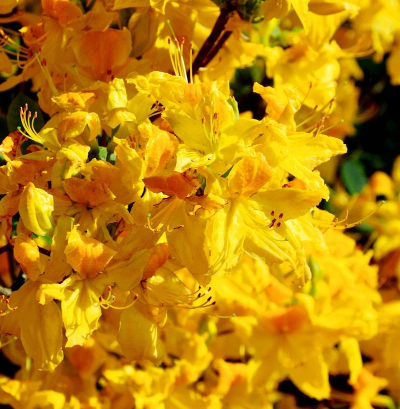 Rhododendron-Pflanzen online kaufen | eBay.de