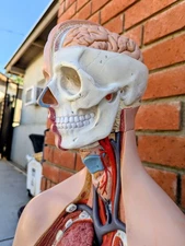 Life Size Detachable Vintage Anatomy Model 3B Scientific German Medical Oddities