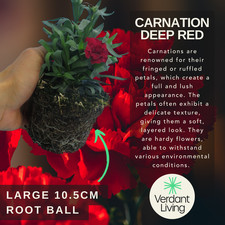 Large Dark Red Carnation Plants - Ready to Plant in