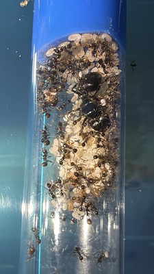 #ad #ad EASTER SALE Pheidole Rhea Colony 30w Queen Ant 2026 Insect feeders RARE $240.00