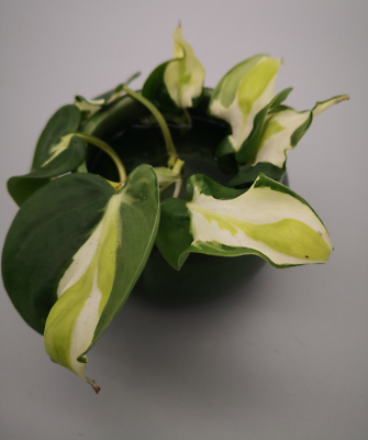 plant elodea Anacharis Elodea For Sale, Buy the submerged oxygenating Pond Plant  Anacharis – Pond Megastore main image 1