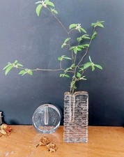 Walther Glas Solifleur Blockvase 70er Zweigvasen Orchideenvase Blockglas