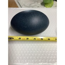 Real Empty Emu eggs ready for carving and crafting!